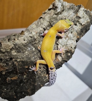 0.0.1 Leopardgeckos (verschiendene Morphen)