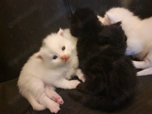 Mainecoon kitten 