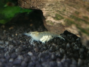 1,50  St. White Pearl Garnele (Neocaridina  palmata) weiß Bild 5