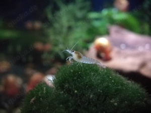 1,50  St. White Pearl Garnele (Neocaridina  palmata) weiß Bild 7