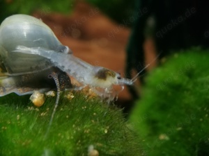 1,50  St. White Pearl Garnele (Neocaridina  palmata) weiß Bild 6