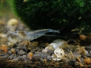 1,50  St. White Pearl Garnele (Neocaridina  palmata) weiß Bild 8