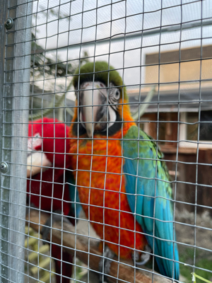 papagei ara hybrid parrots von august 2024 vögel 