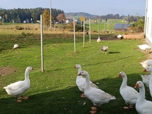 Gänse und Pekingenten zur Zucht abzugeben !