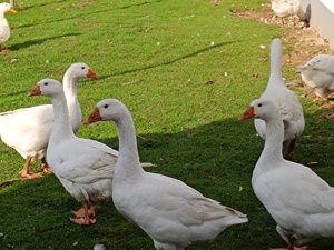 Gänse und Pekingenten zur Zucht abzugeben ! Bild 2