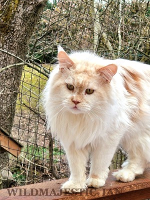 Maine Coon Kastraten ( Kater und Kätzin)