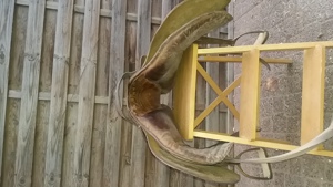 Sattel Reitsattel Ledersattel Ponysattel Pferdesattel Bild 6