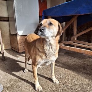 Esme würde so gerne zu ihren Menschen kommen Bild 2