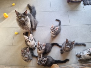 Maine Coon Kitten mit Stammbaum