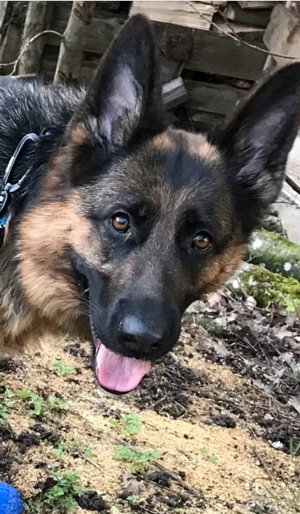 Deutscher Schäferhund