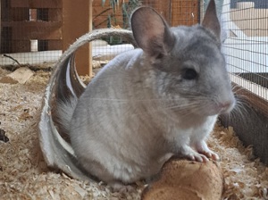 junge Chinchilla in verschiedenen Farben Jungtiere Bild 8