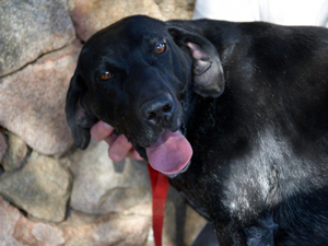 Ringo sucht sein Zuhause (noch auf Sardinien)