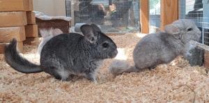 junge Chinchilla in verschiedenen Farben Jungtiere Bild 9