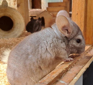 junge Chinchilla in verschiedenen Farben Jungtiere Bild 3
