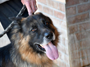 Ayo sucht sein Zuhause (noch auf Sardinien)