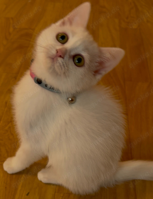 Bkh baby katze