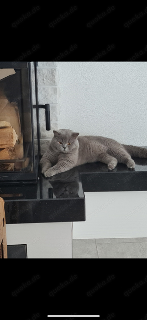 Deckkater mit Stammbaum