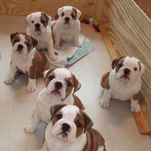 Wunderschöne Englische Bulldogge Babys