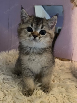 Bkh Kitten Stammbaum Jungen  Golden Schaded