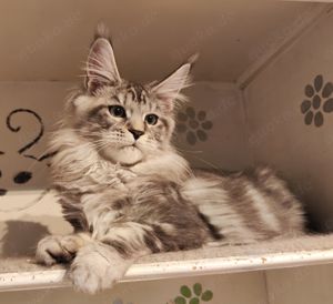 Maine Coon wunderschöne Katerchen 