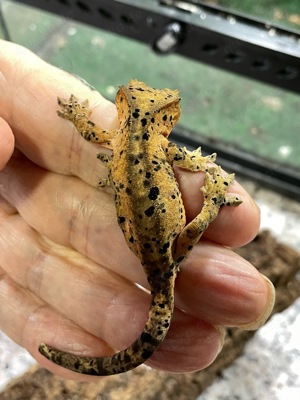 Kronengeckos besondere Farvarianten Bild 6