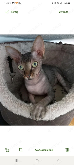 Nacktkatzen 2 Weibchen kastriert 4 Jahre 