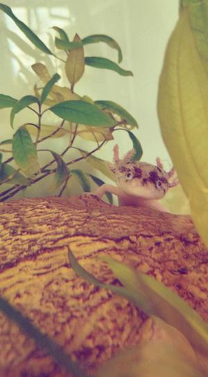 Weißlinge Harlekine Axolotl Männlich& Weiblich 