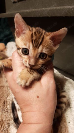 Bengal Katzen im Rhein Main Gebiet (Best in Show) Zuchtkatze abzugeben