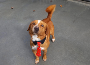 FINLEY    wartet immer noch auf seine Herzensmenschen Bild 6