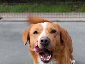 FINLEY    wartet immer noch auf seine Herzensmenschen Bild 3