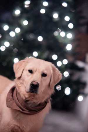 Großer Golden Retriever Mix Zeus sucht seine Menschen