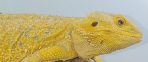 Suche intensiv gelbe Farb-Bartagamen z:B. Citrus,Citrus Hypo Leatherback, etc.