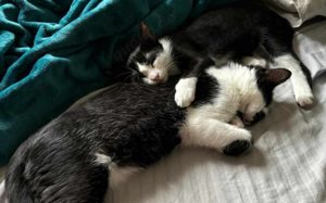 Simba&Nayla - Traumduo sucht Zuhause