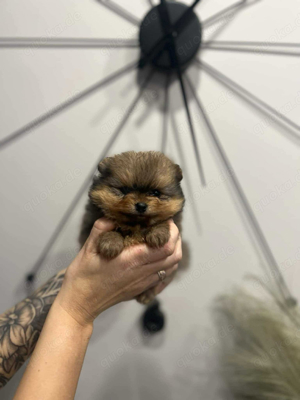 Pomeranian Zwergspitz Welpen