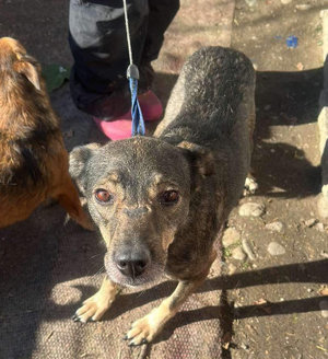 Gigi - liebevolle Hundedame sucht ein PLatz zum Leben