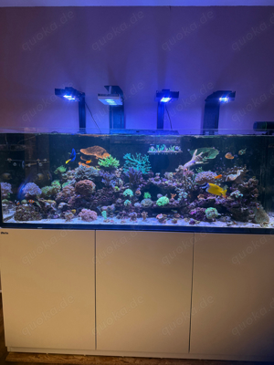 Sps Ableger (Acropora , montipora , seriatopora , stylophora und vieles mehr ) 