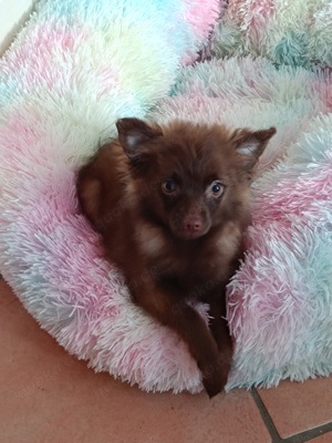 Chihuahua-Spitz Welpen