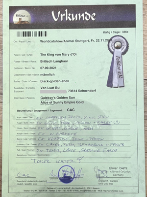 Deckkater BLH mit Stammbaum Bild 5