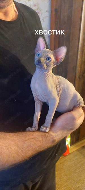 Süße kleine sphynx katzen suchen ein schönes Zuhause. 