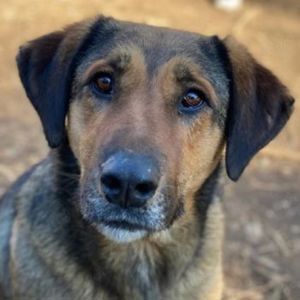 Rhea, geb. ca. 11 2021, lebt in GRIECHENLAND, auf einer privaten Pflegestelle