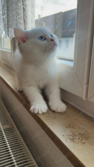 BKH Kitten (weiße und braune süße sind reseviert)