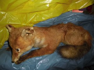 Ausgestopfter Fuchs Tierpräparat 51cm Bild 2