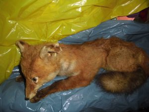 Ausgestopfter Fuchs Tierpräparat 51cm