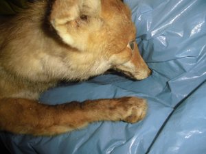 Ausgestopfter Fuchs Tierpräparat 51cm Bild 6