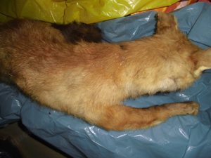 Ausgestopfter Fuchs Tierpräparat 51cm Bild 5