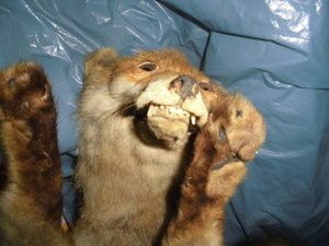 Ausgestopfter Fuchs Tierpräparat 51cm Bild 8