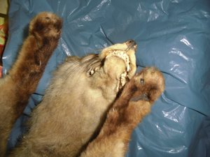 Ausgestopfter Fuchs Tierpräparat 51cm Bild 7