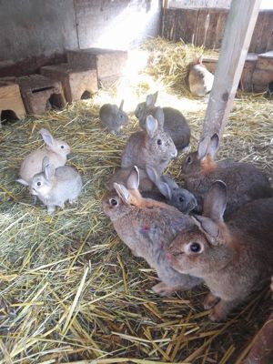 Wildkaninchen mit natürlichen Instinkten