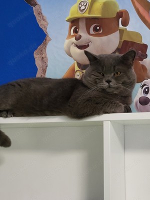 bkh kater 
