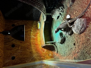 Terrarium  Bild 4